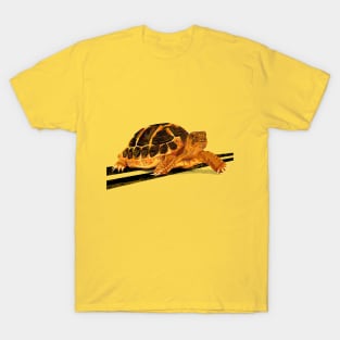 Turtle T-Shirt